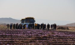 تربت‌حیدریه و زاوه میزبان ۱۲ تور گردشگری زعفران