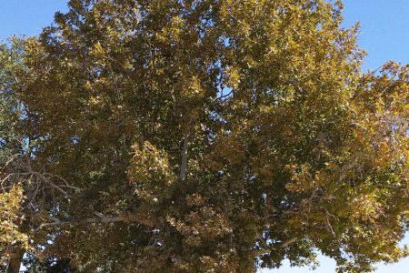 ثبت درخت چنار کهنسال قنات قصبه گناباد در فهرست میراث طبیعی ملی