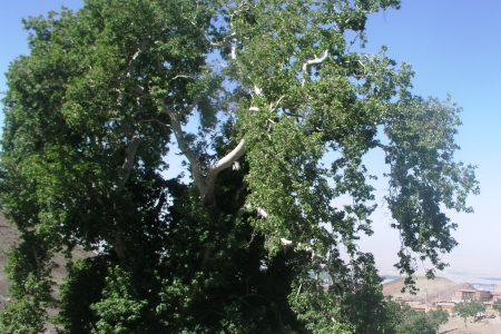 ثبت درخت چنار کهنسال ۴۰۰ ساله روستای «داس» زبرخان نیشابور در فهرست میراث طبیعی ملی