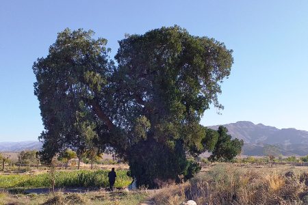 درخت سرو نوش کهنسال روستای زیبَد گناباد در فهرست آثار ملی ایران ثبت شد